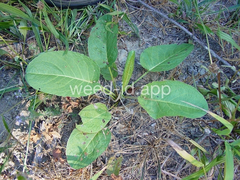 dock, broadleaf